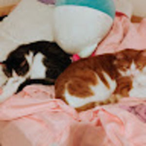 Meet your Posher, Tommy